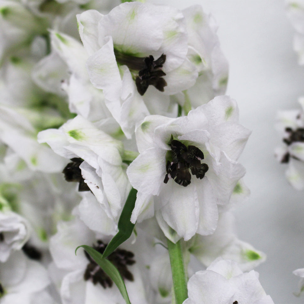 Delphinium (100cm - 120cm) - Kenya