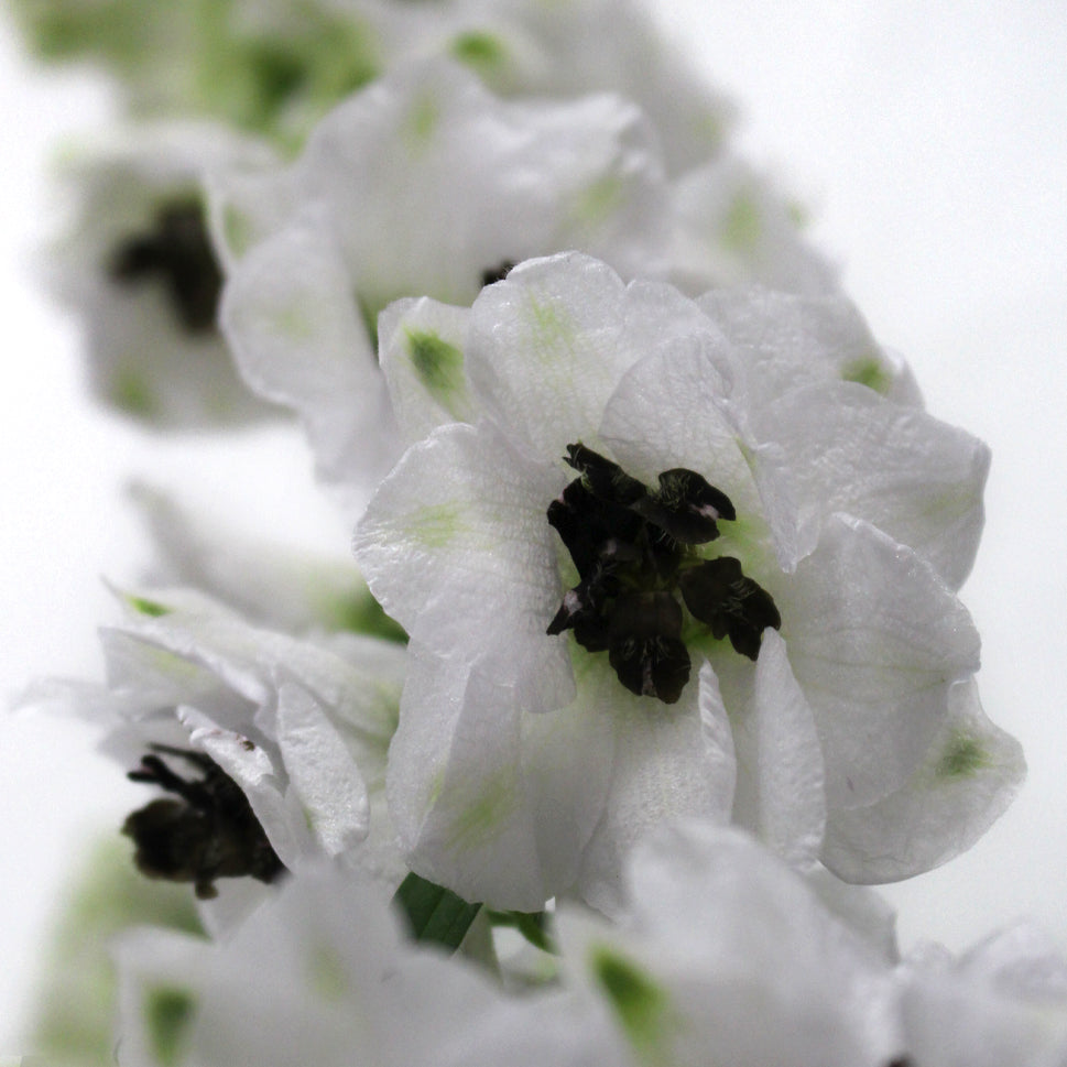Delphinium (100cm - 120cm) - Kenya