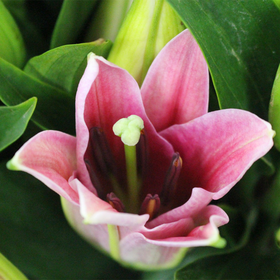 Lily Oriental - China