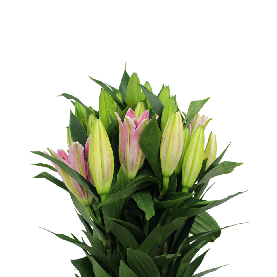 Lily Oriental - China