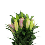 Lily Oriental - China