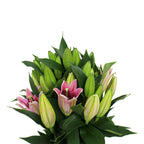 Lily Oriental - China