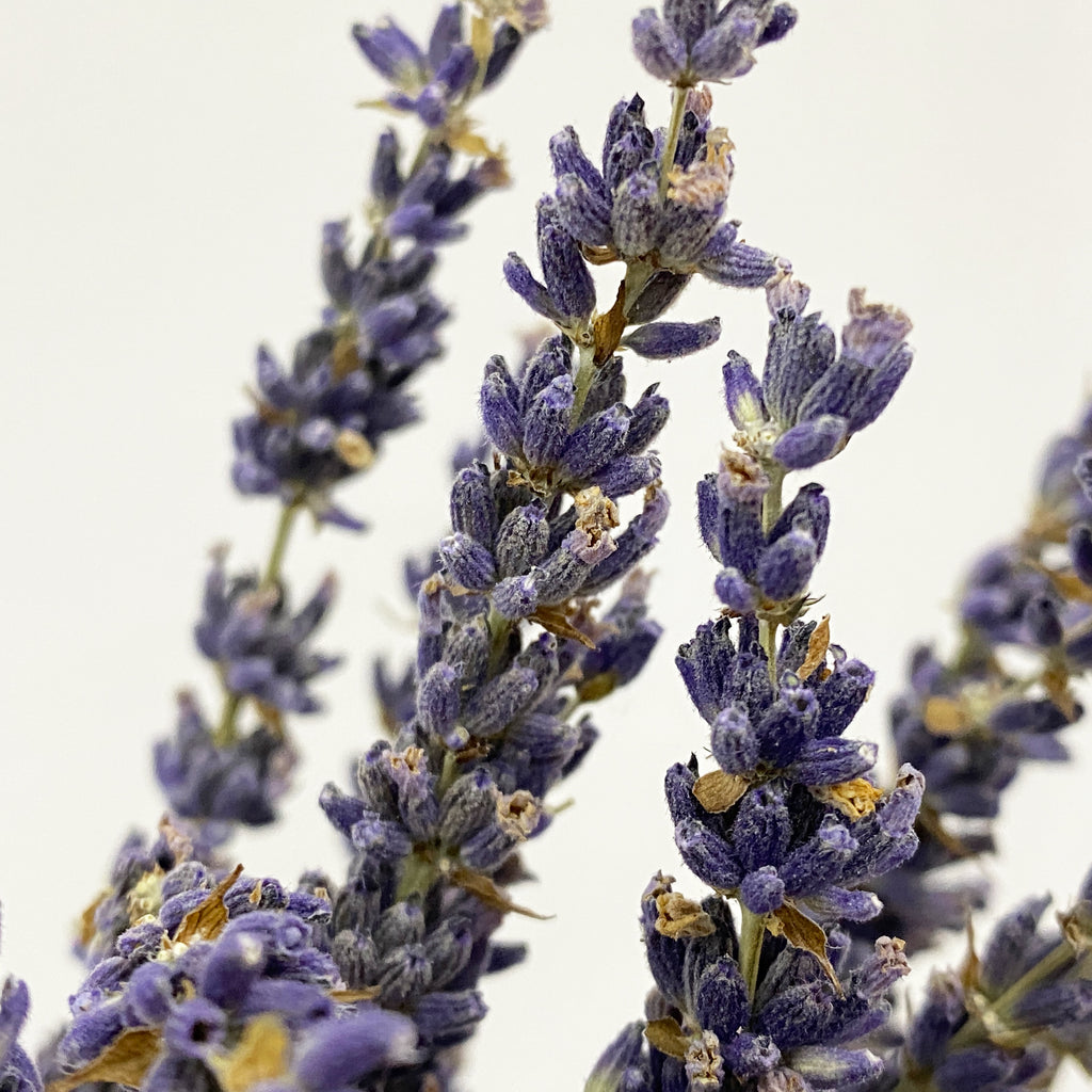 Dried Lavender - Holland