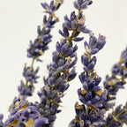 Dried Lavender - Holland