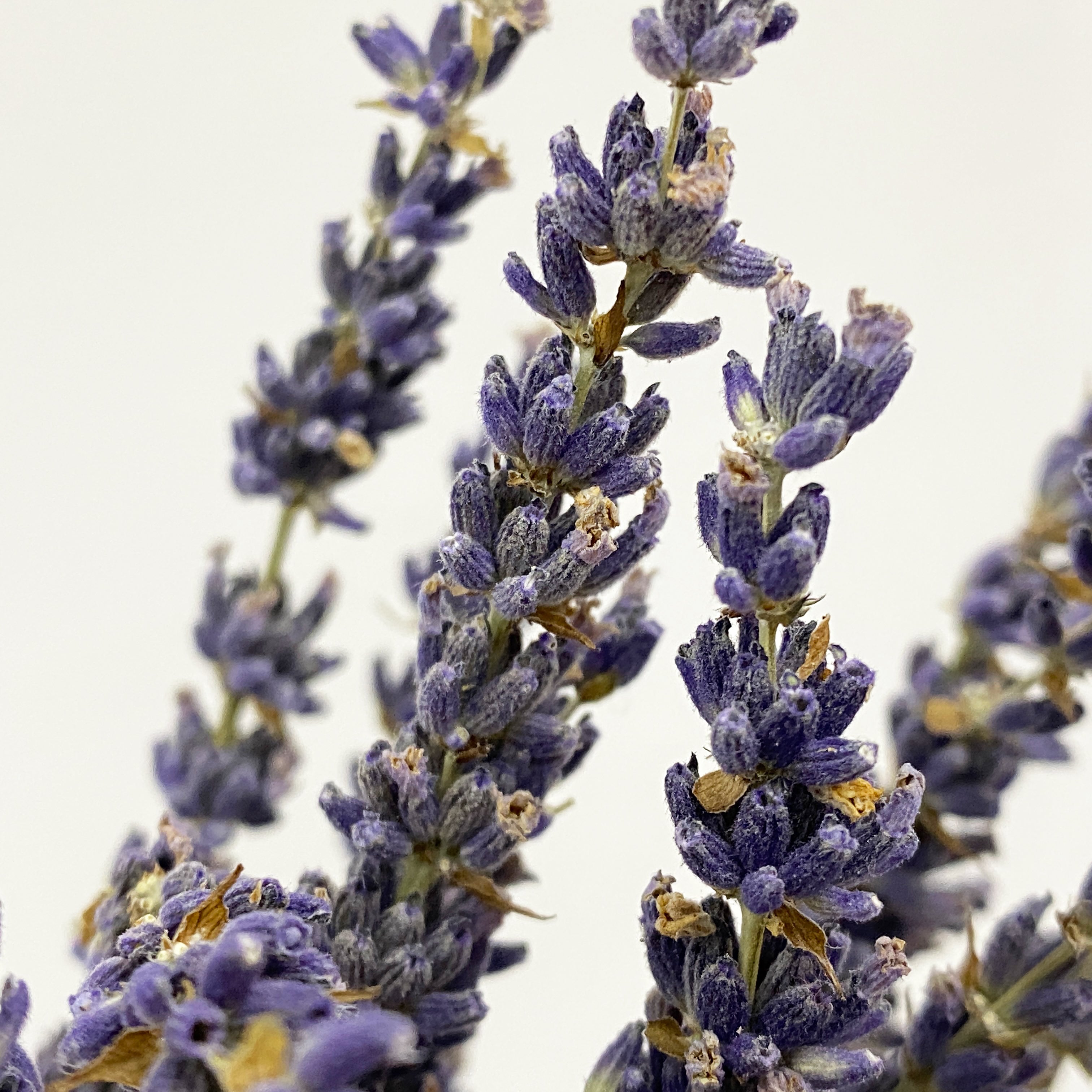 Dried Lavender - Holland