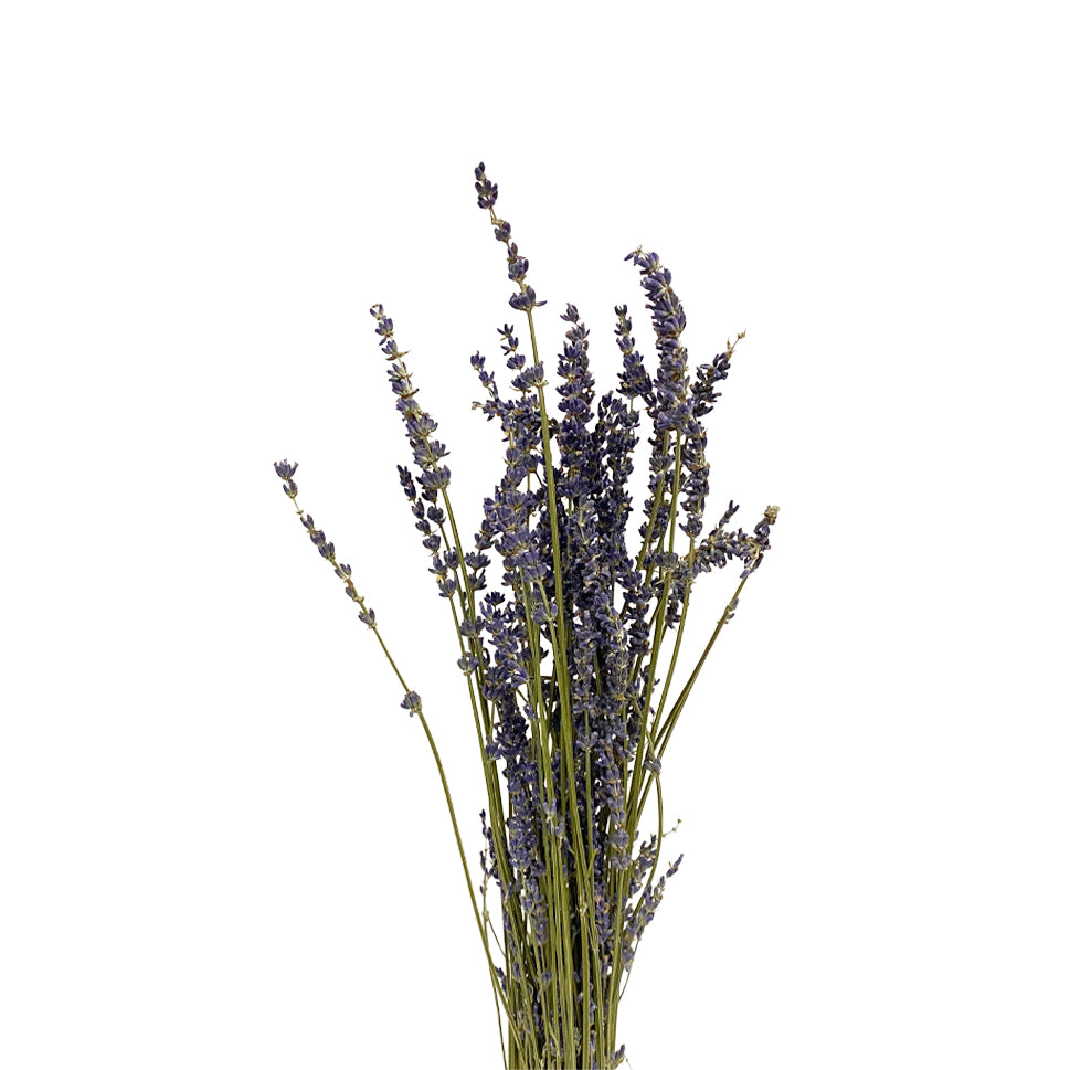 Dried Lavender - Holland