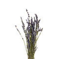 Dried Lavender - Holland