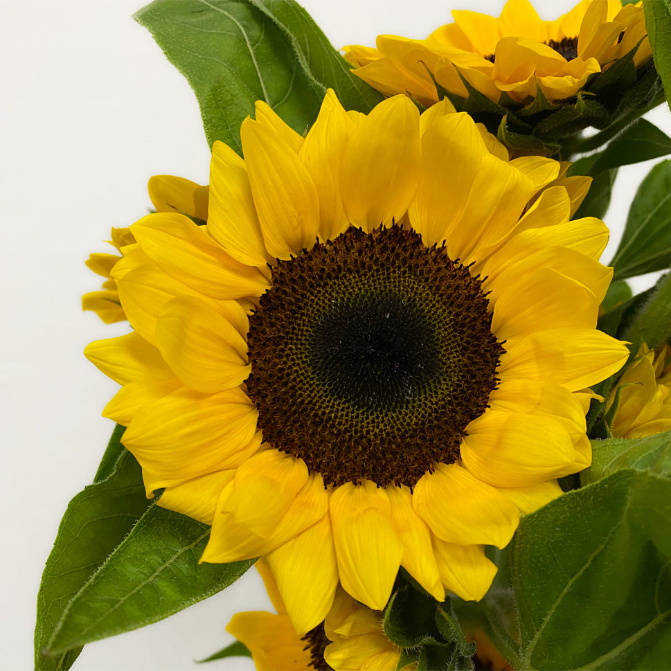 Sunflower (B) 10 stalks - Malaysia