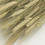 Dried Triticum Natural - Holland
