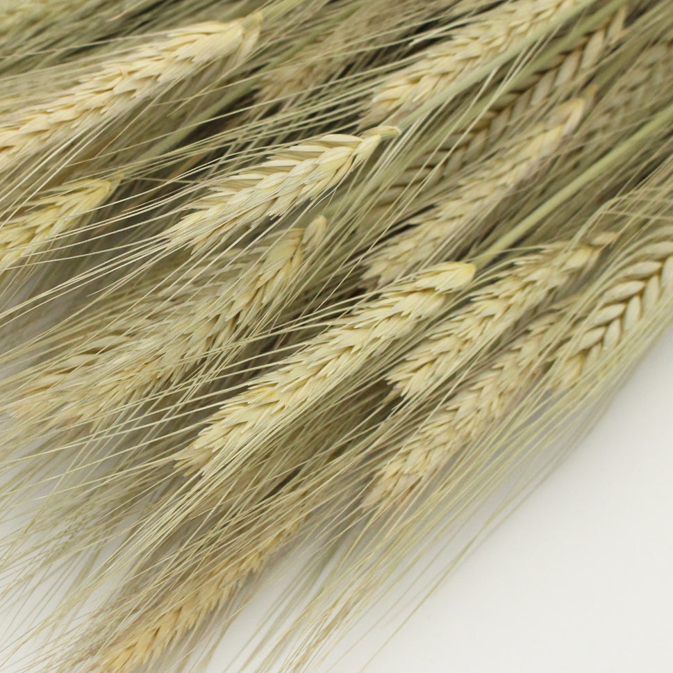 Dried Triticum Natural - Holland