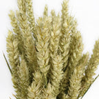 Dried Triticum Natural - Holland