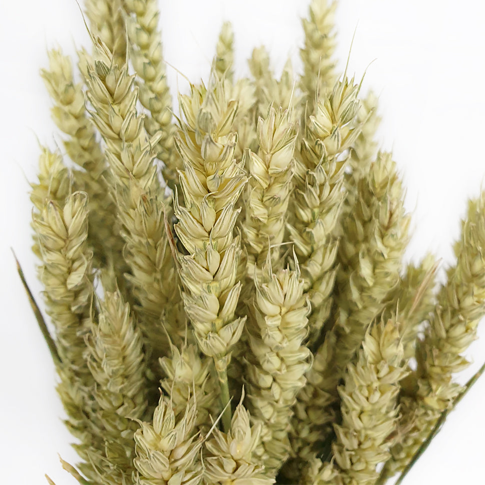 Dried Triticum Natural - Holland
