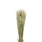 Dried Triticum Natural - Holland