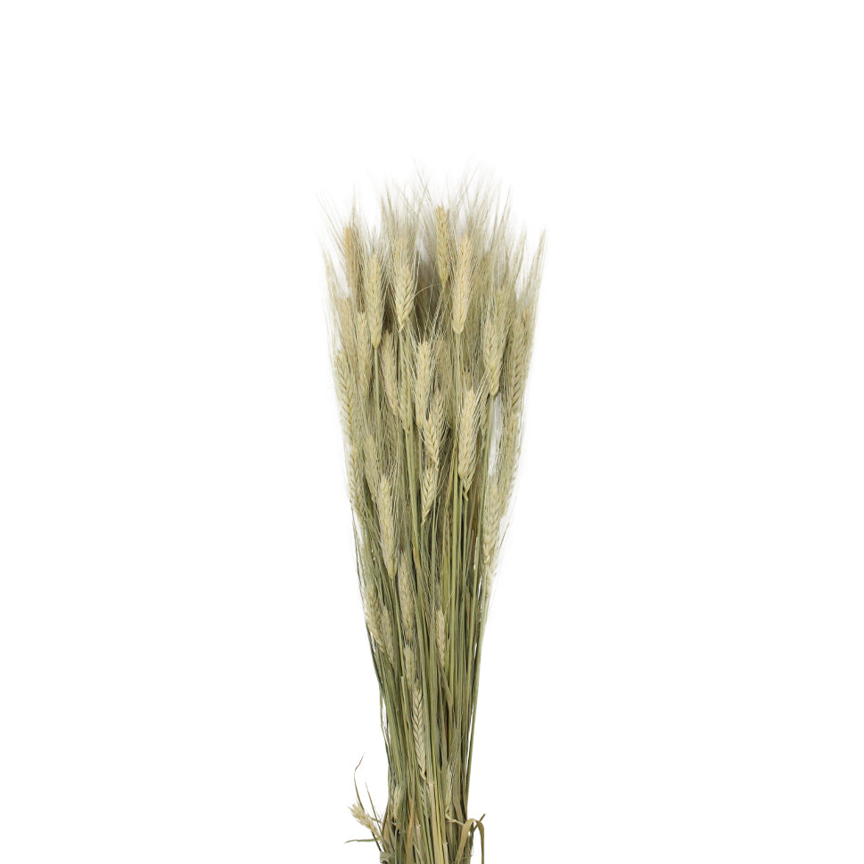Dried Triticum Natural - Holland