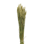 Dried Triticum Natural - Holland