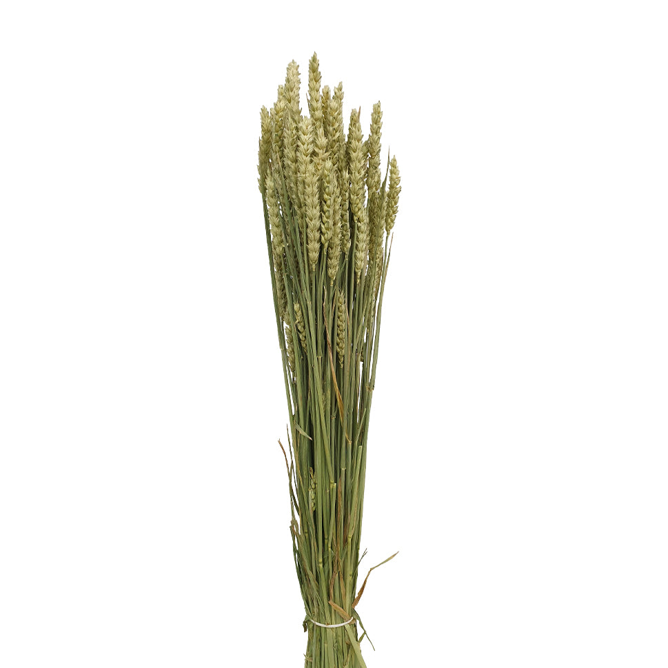 Dried Triticum Natural - Holland