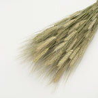 Dried Triticum Natural - Holland