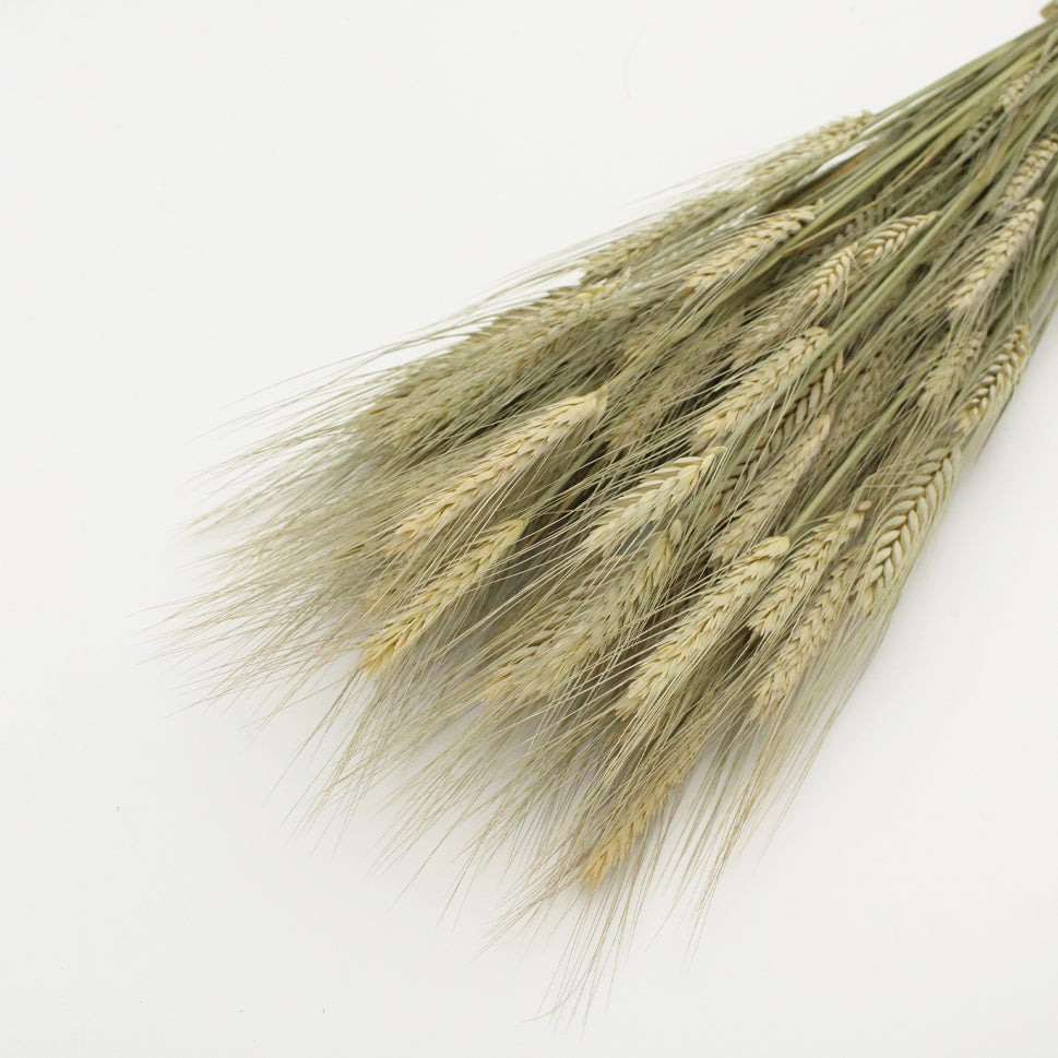 Dried Triticum Natural - Holland