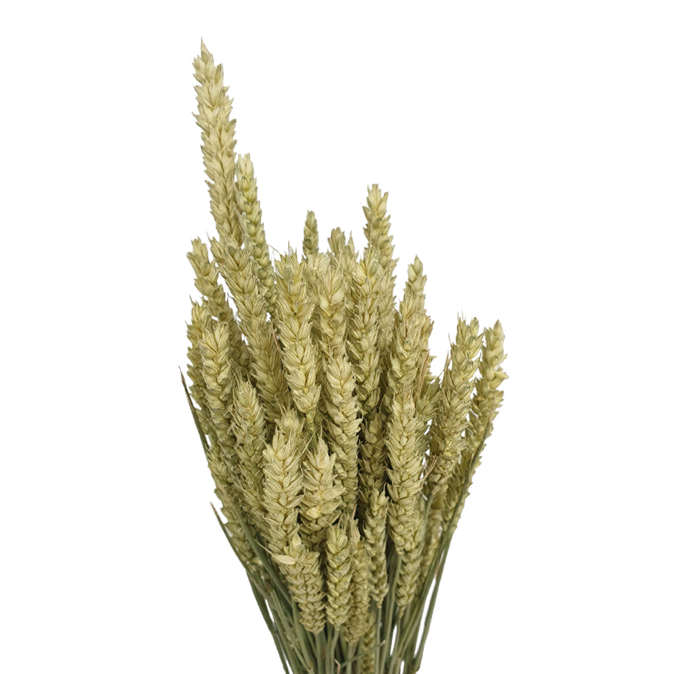 Dried Triticum Natural - Holland