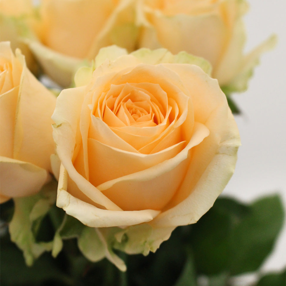 Rose - China