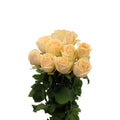 Rose - China