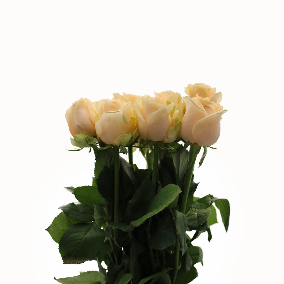Rose - China