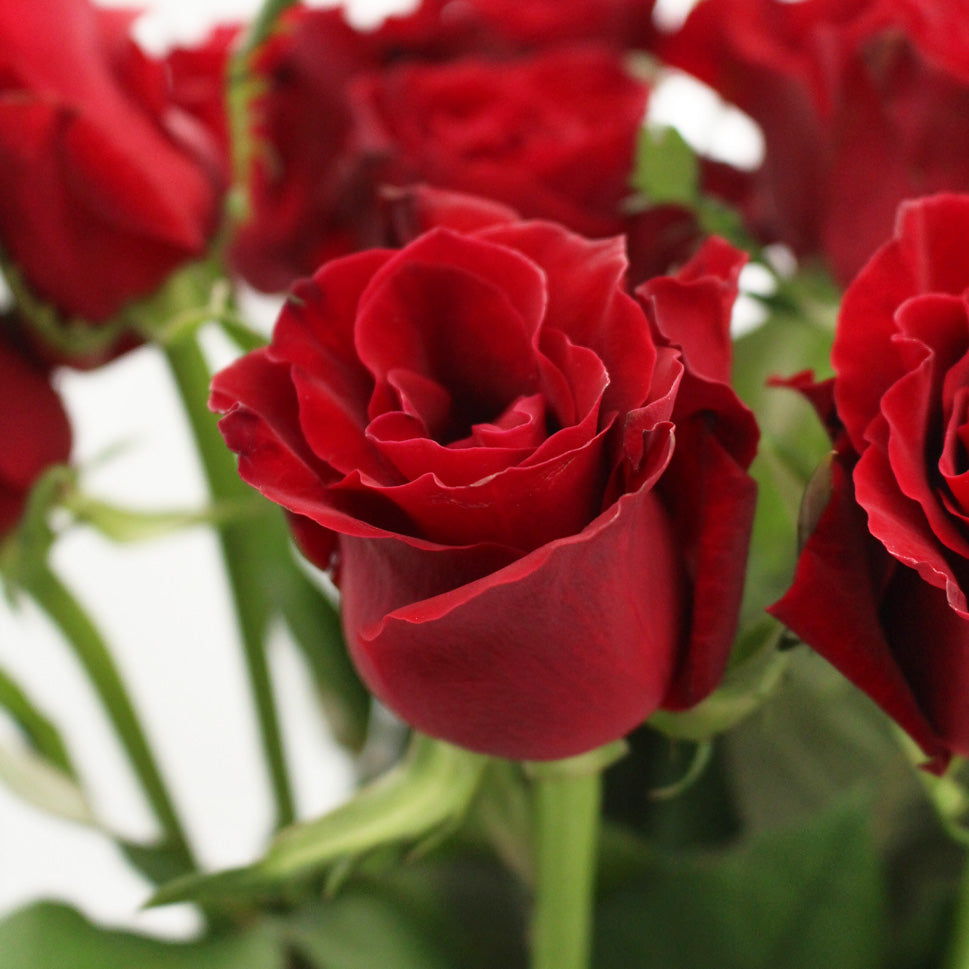 Rose - China