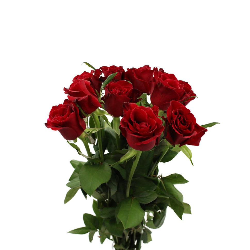 Rose - China