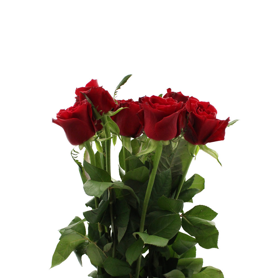 Rose - China