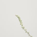 Stoebe Plumosa - South Africa