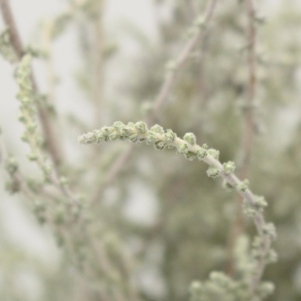 Stoebe Plumosa - South Africa