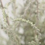 Stoebe Plumosa - South Africa