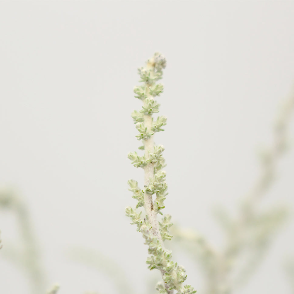 Stoebe Plumosa - South Africa