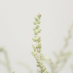 Stoebe Plumosa - South Africa