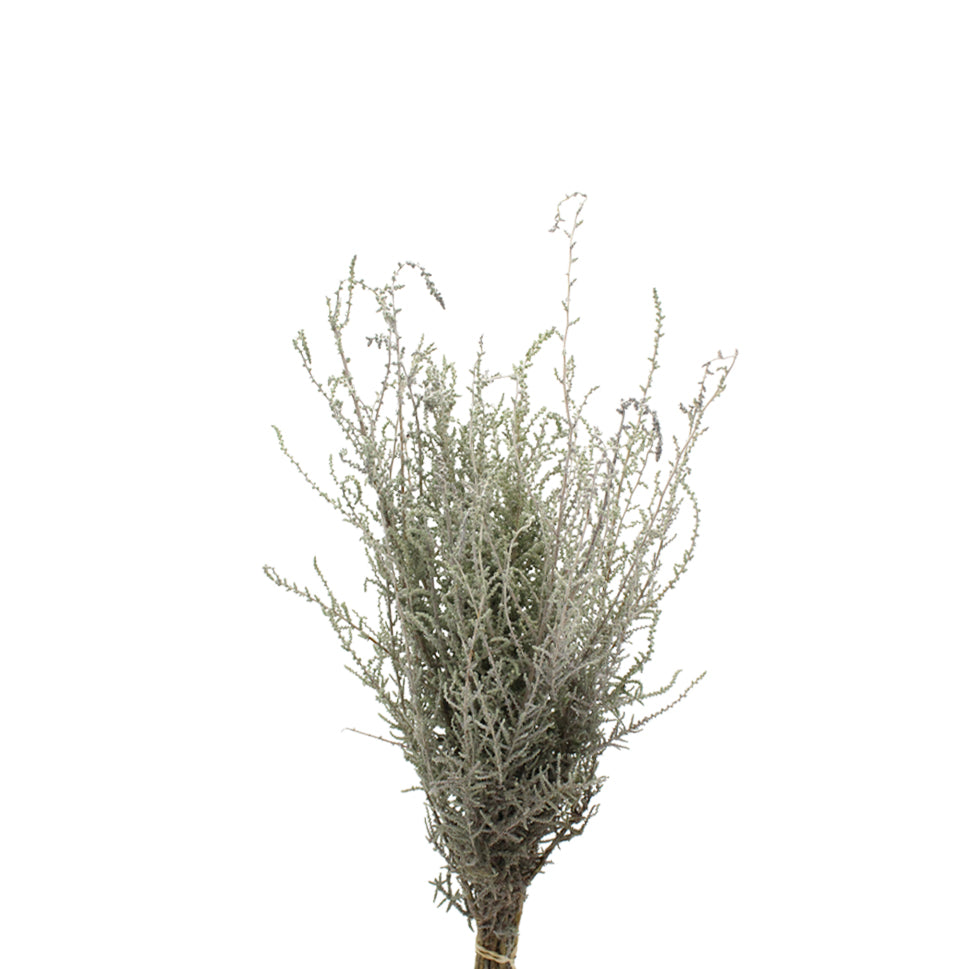 Stoebe Plumosa - South Africa