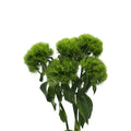 Dianthus Green Trick - China
