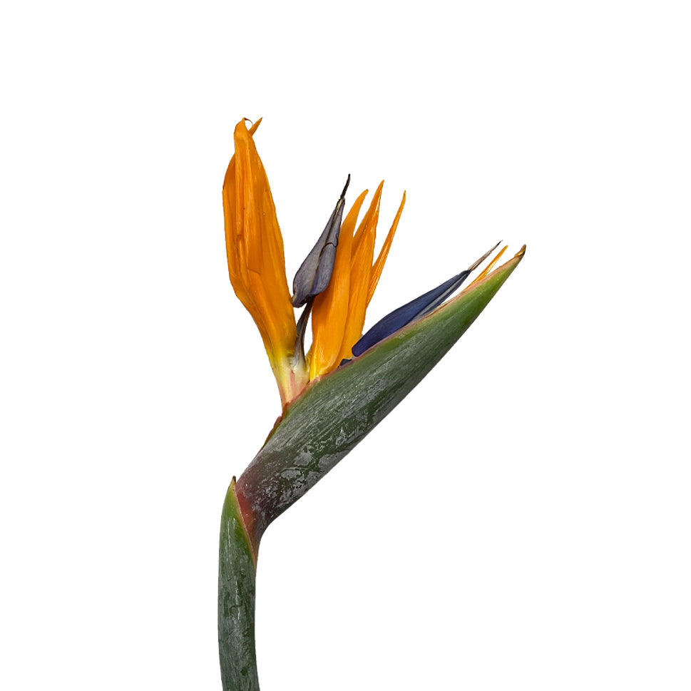 Strelitzia, Bird Of Paradise - Malaysia