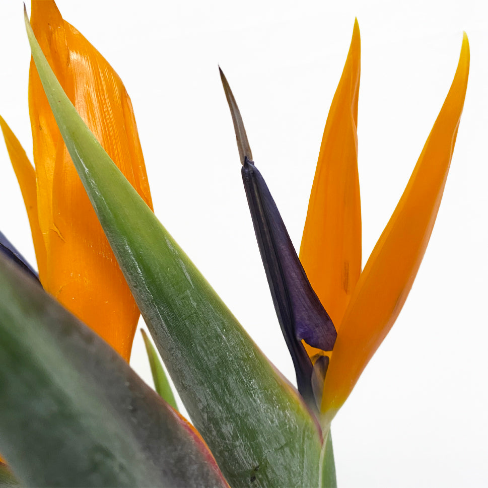 Strelitzia, Bird Of Paradise - Malaysia