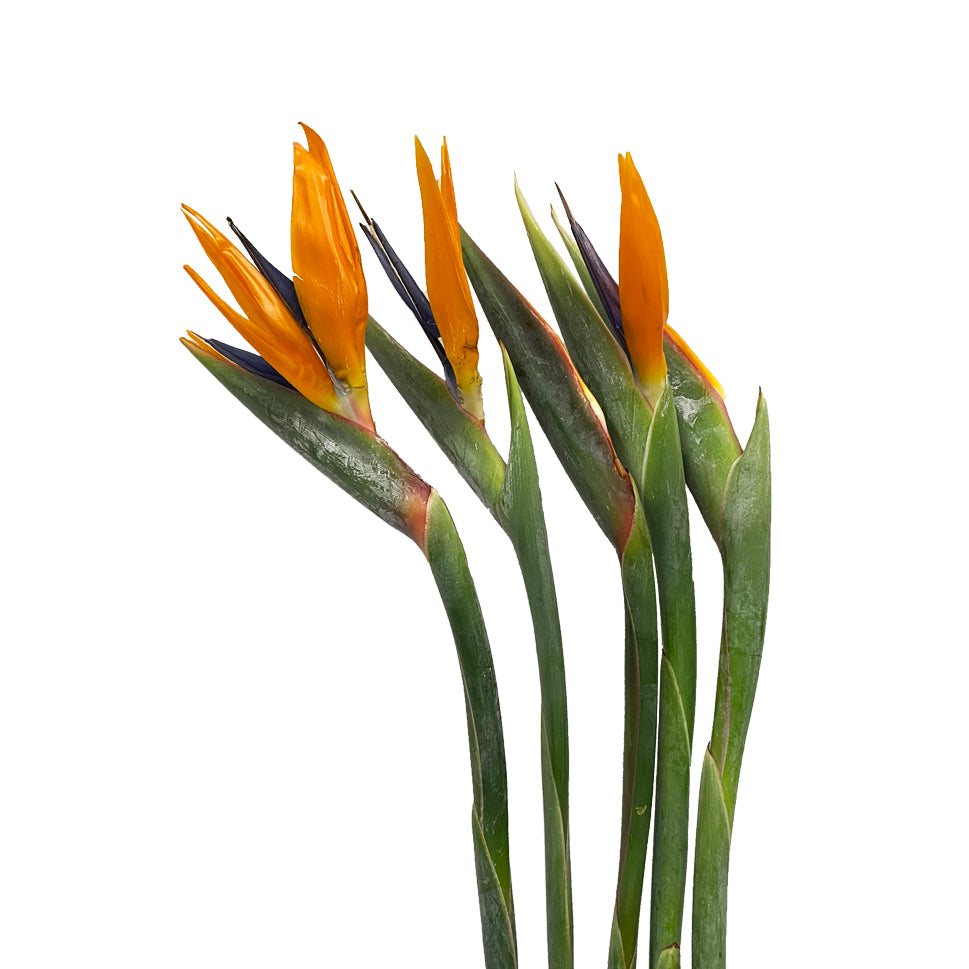 Strelitzia, Bird Of Paradise - Malaysia