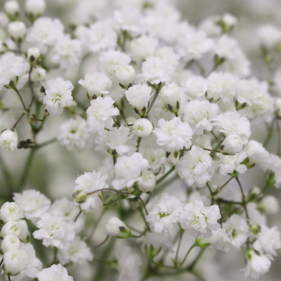 Baby Breath Million Stars White - Ecuador