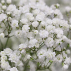 Baby Breath Million Stars White - Ecuador