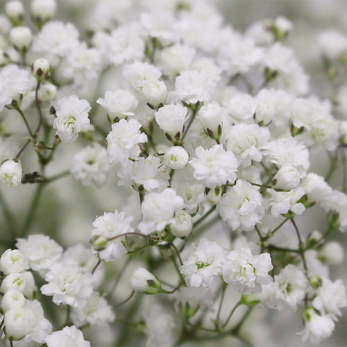 Baby Breath Million Stars White - Ecuador