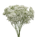 Baby Breath Million Stars White - Ecuador