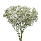 Baby Breath Million Stars White - Ecuador