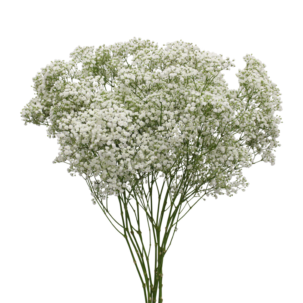 Baby Breath Million Stars White 250g - Ecuador