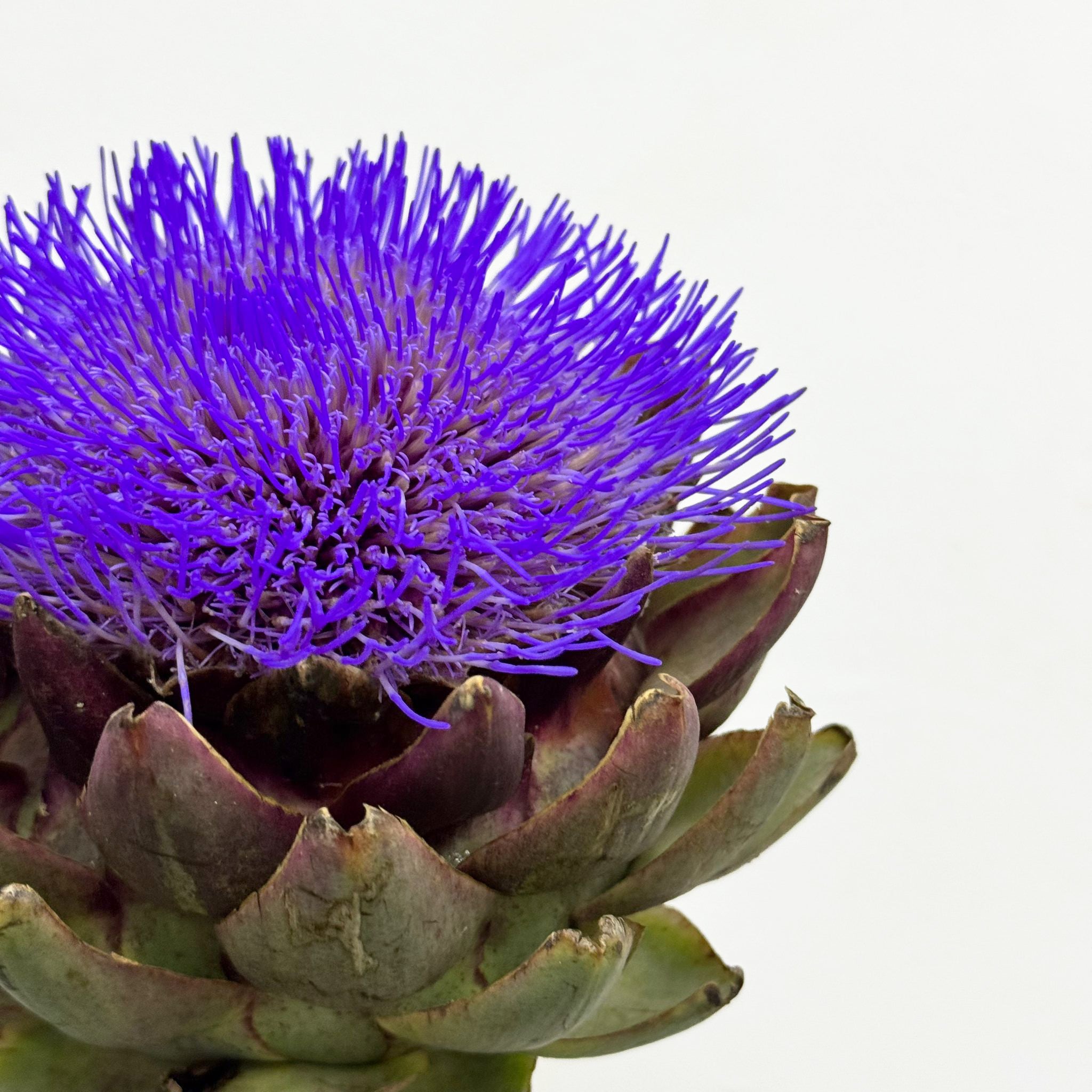Cynara - Holland