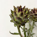 Cynara - Holland