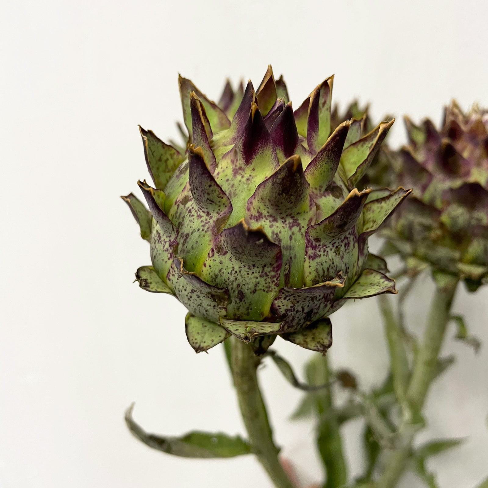 Cynara - Holland