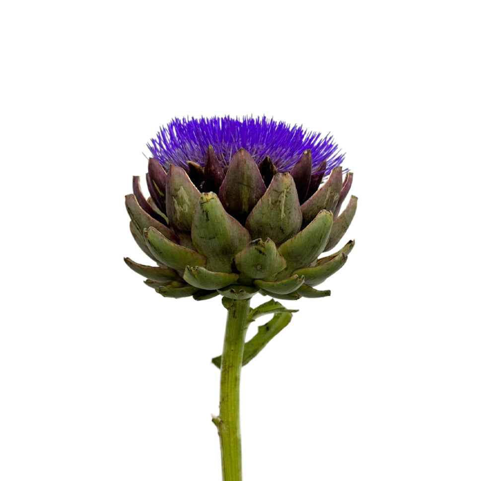 Cynara - Holland