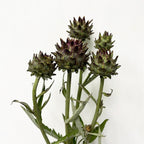 Cynara - Holland